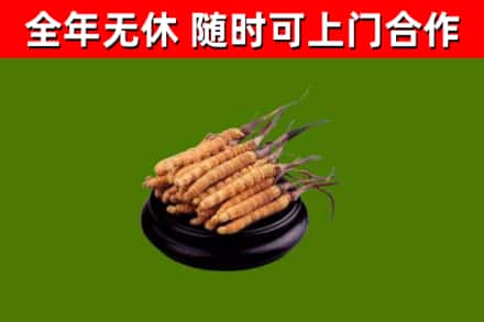 达川回收散虫草