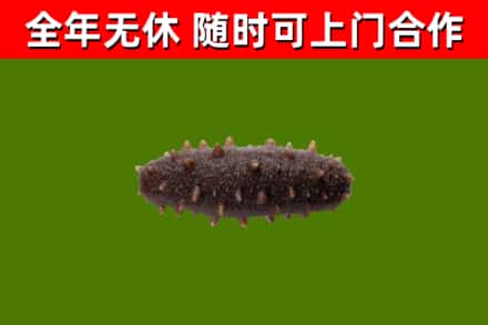 达川回收海参干